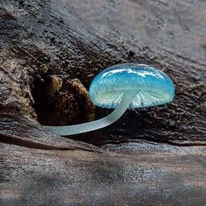 Meet your Posher, Judith